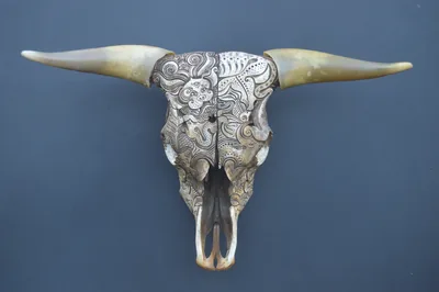 Ochre Bull