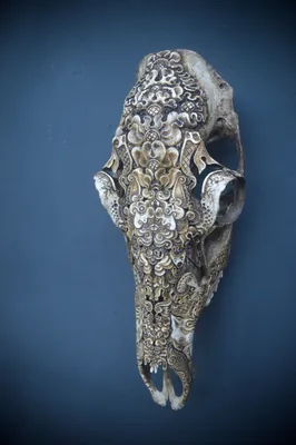 Elk Cow (bat)