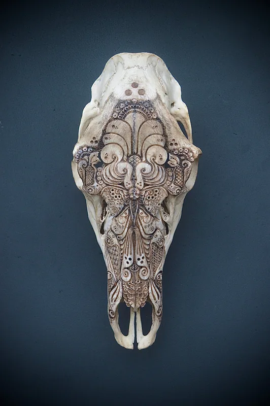 Elk Cow (moth)