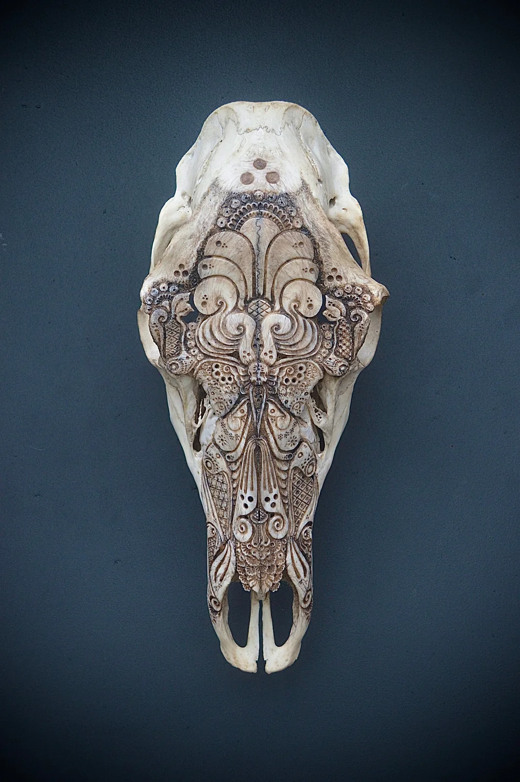 Elk Cow (moth)