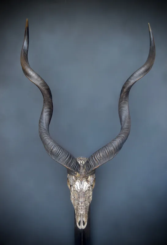 Untitled (kudu)
