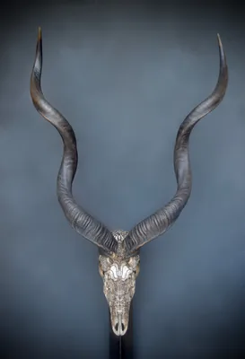 Untitled (kudu)