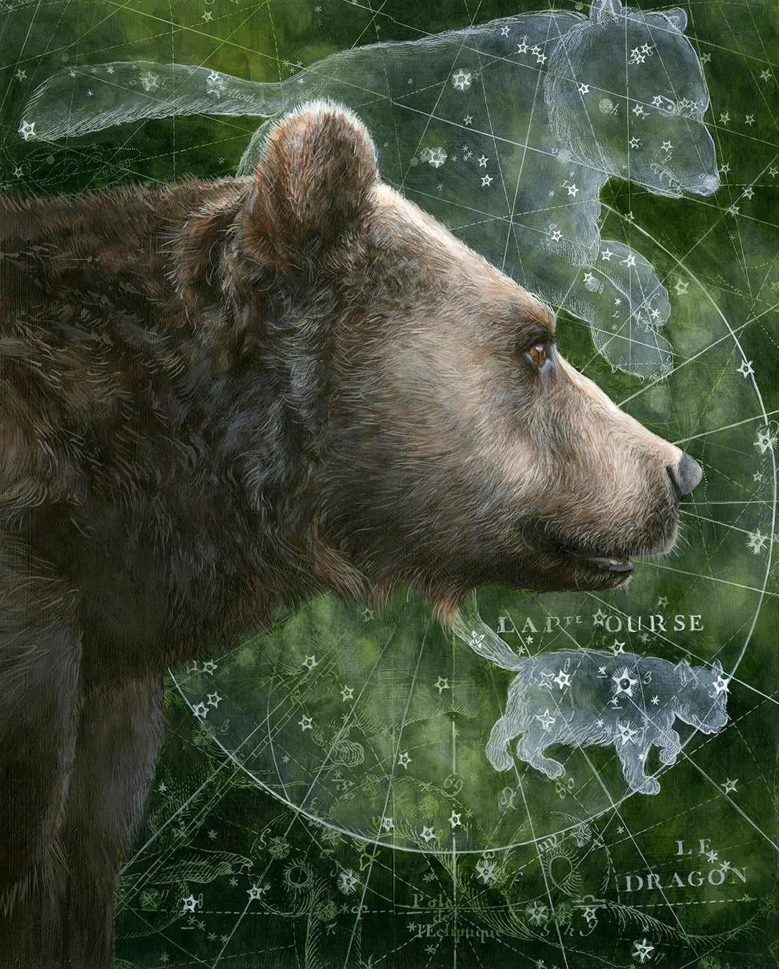 Ursa