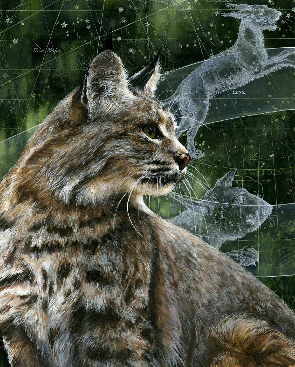 Lynx