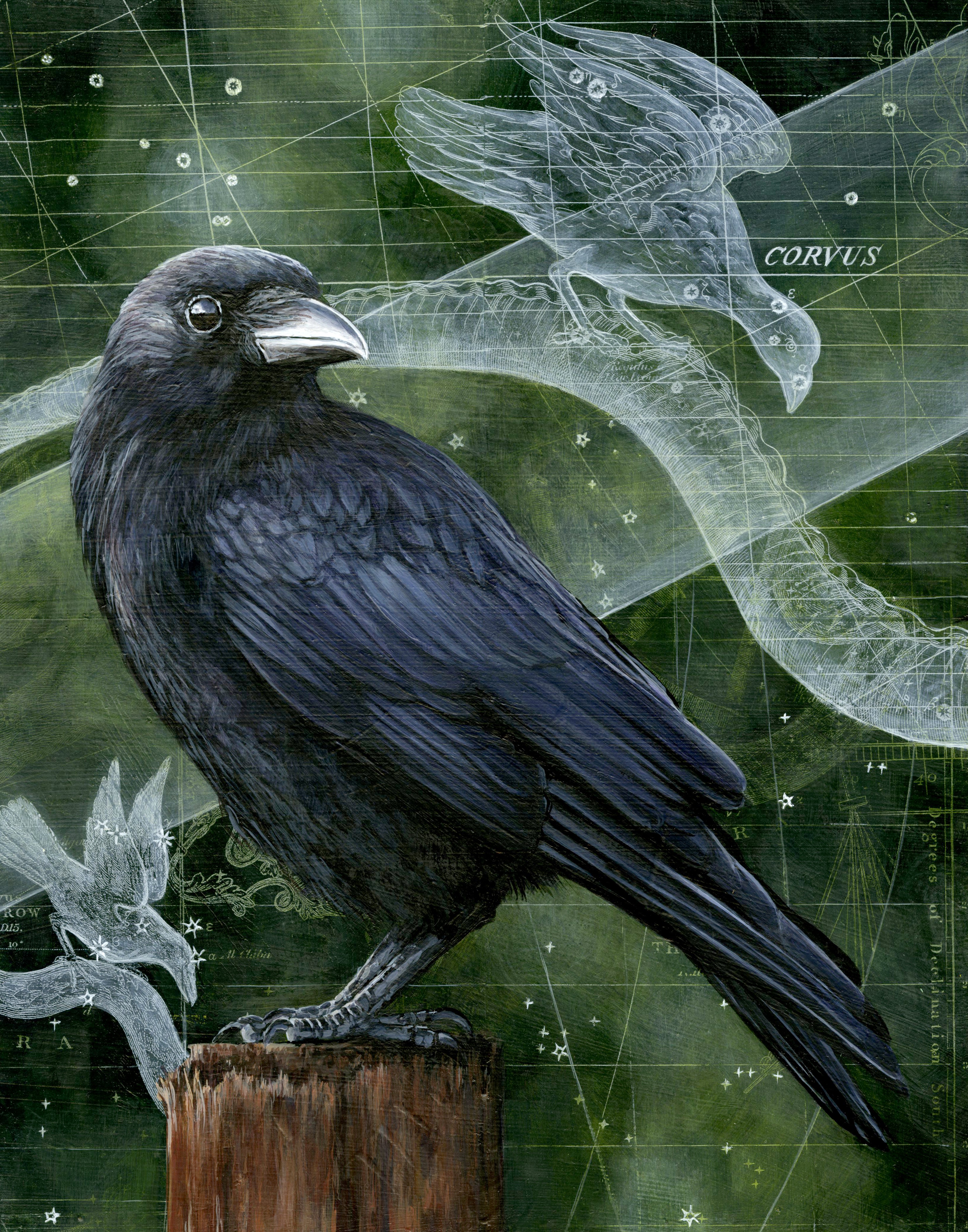 Corvus