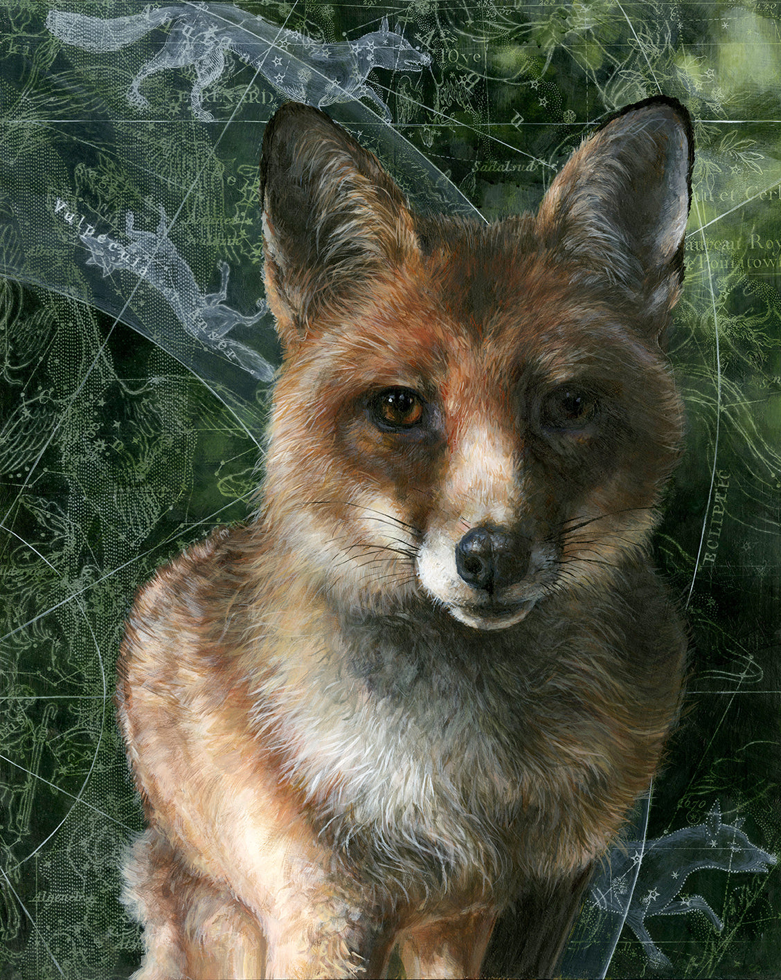 Vulpecula