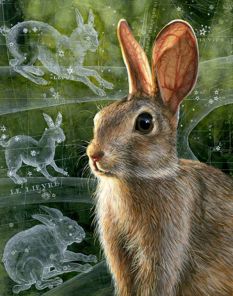 Lepus