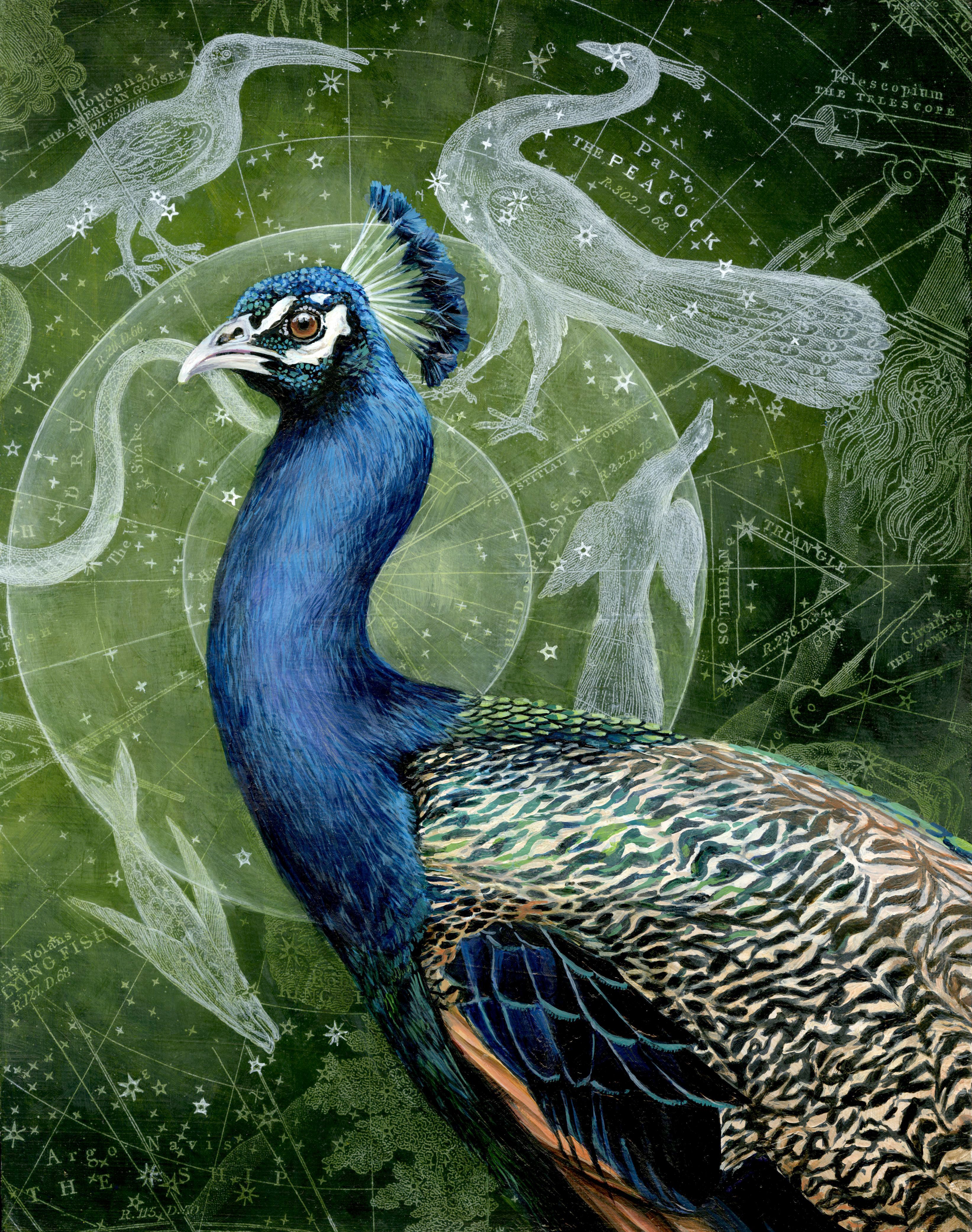 Pavo
